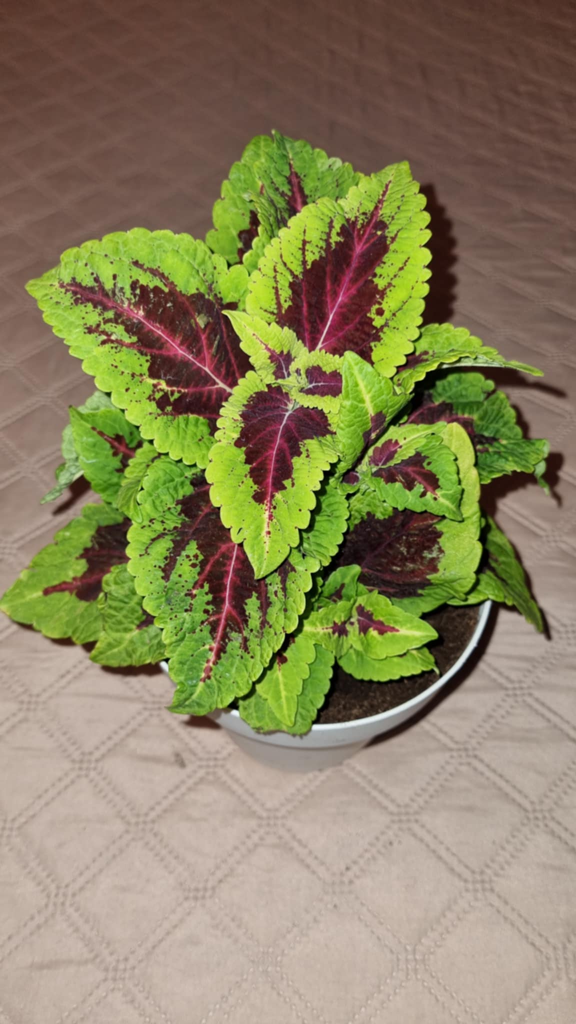 Coleus Alligator alley Image 1